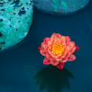 lotus