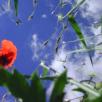 BILD0739